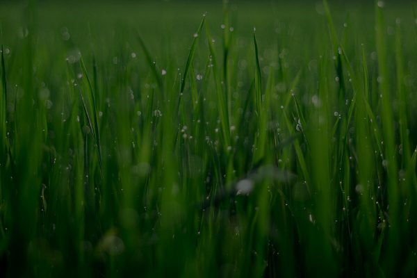 home_garden3_header2 home_garden3_header2